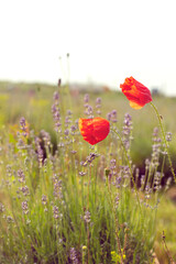 two delicate red poppy flowers blooming on a lavender field. Beautiful floral summer background. Summer mood. Vertical, blurred background.