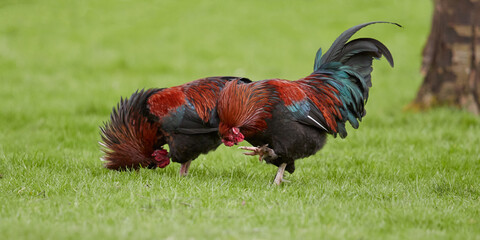 Two red roosters in the garden 