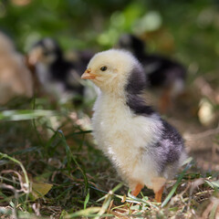 Newborn yellow chicken in garden