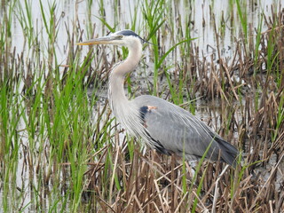 Great blue heron standing in the wetland vegetation at the Bombay Hook National Wildlife Refuge, Kent County, Delaware.