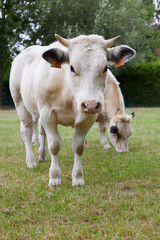 Fototapeta na wymiar White cows on the meadow