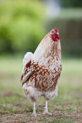 White brown rooster free in garden