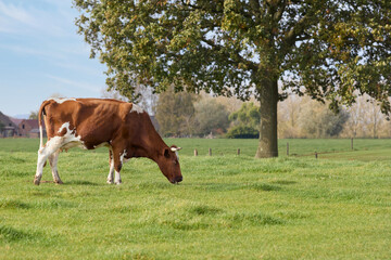 Cow grazing on the prairie