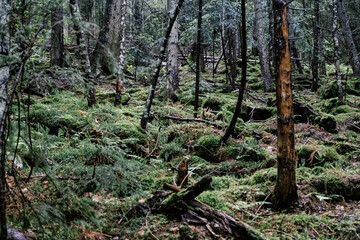 moss covered pine tree