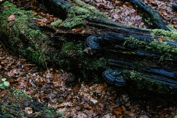 green moss on the tree