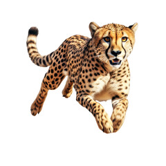 Swift Running Cheetah Isolated on Transparent Background
