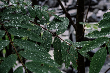 rain drops on leaves