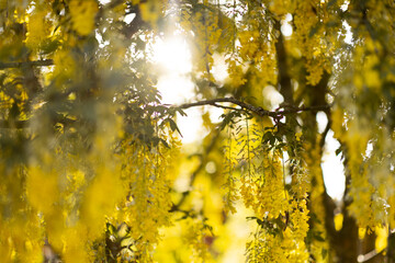 Yellow blossom leaves on a tree in summer with rays of sun shining from behind.
