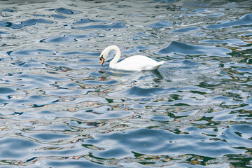 Graceful white swan latin name Cygnus Olor swimming in italian lake. Peace calm blue water background