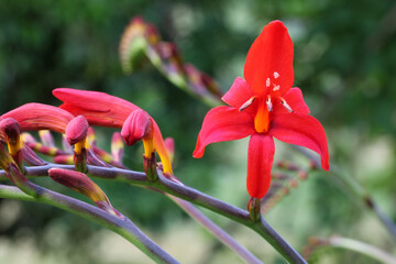 Montbretia Red Mandala Flower 05