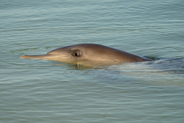 Obraz premium Common or Atlantic bottlenose dolphin - Tursiops truncatus, wide-ranging marine mammal of Delphinidae, the largest species of the beaked dolphins inhabits temperate and tropical oceans