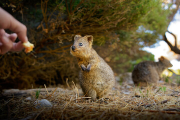 Quokka - Setonix brachyurus small macropod size of domestic cat, Like marsupials kangaroo and wallaby is herbivorous and mainly nocturnal, smaller islands off the coast of Western Australia, cute pet