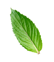 One mint leaf closeup isolated on white background