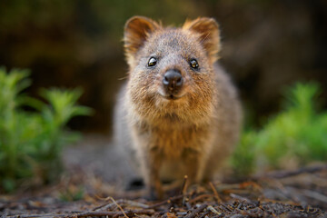 Quokka - Setonix brachyurus small macropod size of domestic cat, Like marsupials kangaroo and wallaby is herbivorous and mainly nocturnal, smaller islands off the coast of Western Australia, cute pet