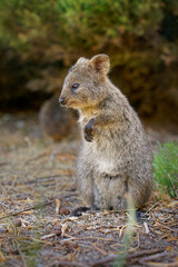 Quokka - Setonix brachyurus small macropod size of domestic cat, Like marsupials kangaroo and wallaby is herbivorous and mainly nocturnal, smaller islands off the coast of Western Australia, cute pet