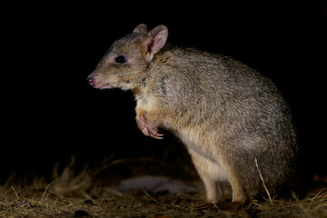 Woylie or Brush-tailed bettong - Bettongia penicillata small critically endangered gerbil-like mammal native to forests and shrubland of Australia, rat-kangaroo family Potoroidae - 618900347