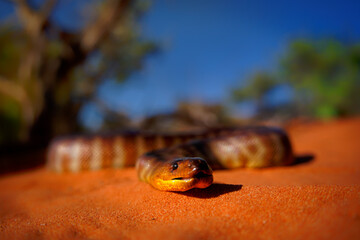 Woma python - Aspidites ramsayi also Ramsay's python, Sand python or Woma, snake on the sandy...