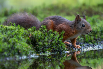 Eurasian red squirrel (Sciurus vulgaris) searching for food in the forest in the Netherlands.                     