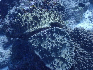 underwater scene with reef