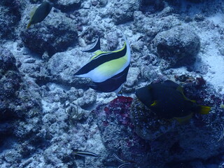 Fototapeta na wymiar fish and corals swimming underwater in the maldives, underwater scuba photography