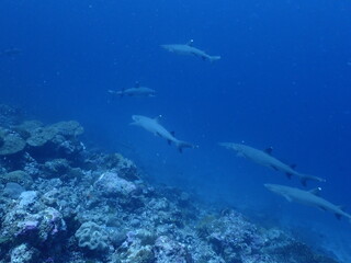 Naklejka na ściany i meble white tip reef sharks in the Maldivian ocean scuba diving