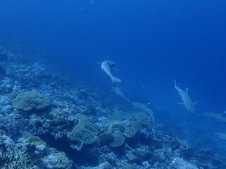 Fototapeta na wymiar white tip reef sharks in the Maldivian ocean scuba diving