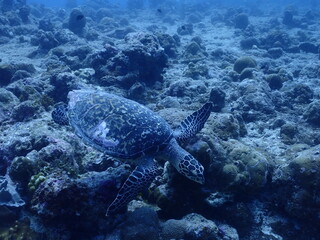 Obraz na płótnie Canvas green turtle swimming in the sea
