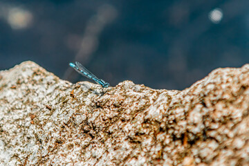 blue dragonfly on a rock