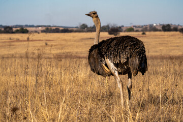 Female ostrich photographed in South Africa.  Rietvlei Nature Reserve, Gauteng, South Africa.