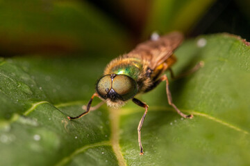 Fototapeta premium close up of a fly on a leaf