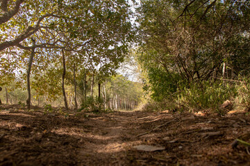 Fototapeta premium floresca-caminhada