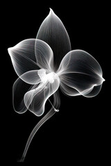 abstract orchid petals, black and white illustration. Generative AI