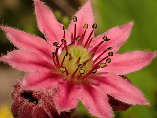 Hauswurz, rosa Bl&uuml;te