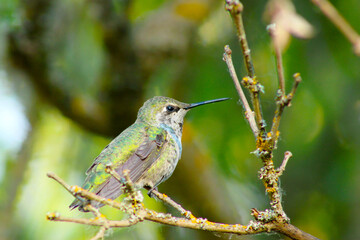 Hummingbird on Lilac Stick 09