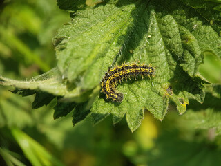 caterpillar on a leaf