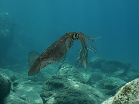 
underwater  calamari swimming underwater close and slow ocean scenery animal cephalopod Decapodiformes loligo vulgaris