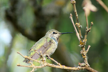 Hummingbird on Lilac Stick 15