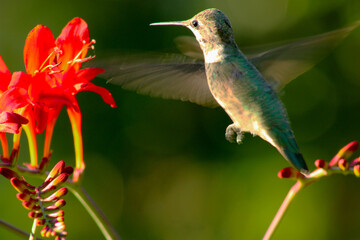 Hovering Hummingbird 05