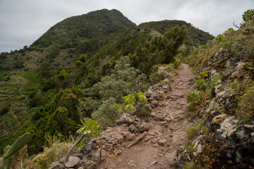 Das Wandergebiet Anaga Gebirge auf Teneriffa / Hochgebirge / Spanien / Kanaren / Wald
