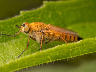 macro of an orange robber fly