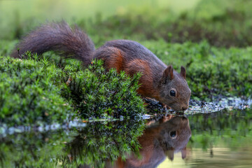Cute and beautiful Eurasian red squirrel (Sciurus vulgaris) drinking water in a pool in the forest of Noord Brabant in the Netherlands. Reflection in the water. Came for a drink on a hot summer day.
