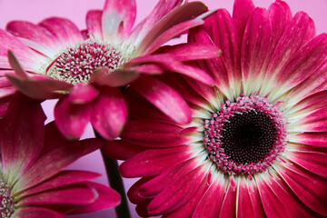 pink gerbera on a pink background