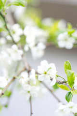 White cherry blossoms on a tree. Closeup. Vertical snapshot