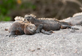 Galapagos Marine Iguana