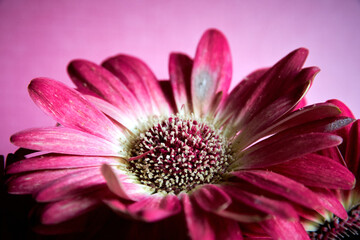 pink gerbera on a pink background