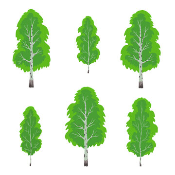 Six birch trees with summer green foliage on a square white isolated background. A set of trees. Individual objects. Seasons, summer. Nature and landscapes. Vector illustration.