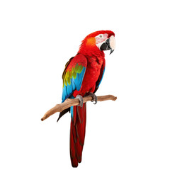 Red macaw isolated. Illustration AI Generative.