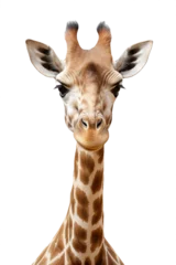 Poster isolated portrait of a giraffe © bramgino