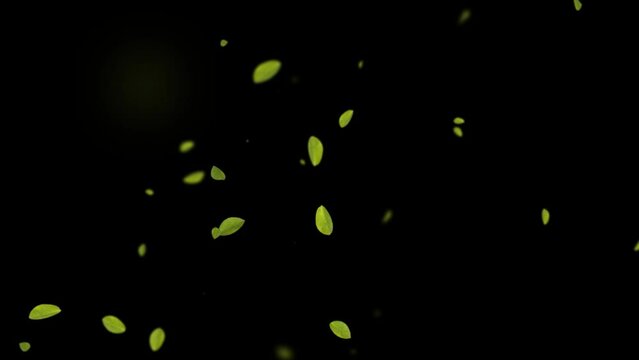 Green leaves flying on a transparent alpha background in slow motion