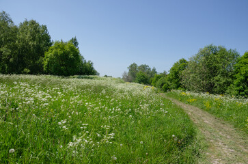 The path between the wildflowers